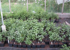 10_Seedlings of lilacs in containers for 2 years